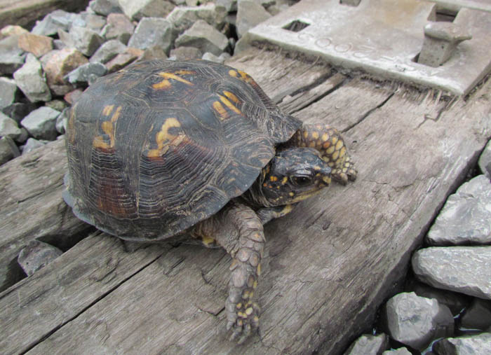 Eastern Box Turtle
